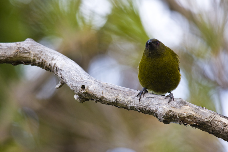 Bellbird On Branch